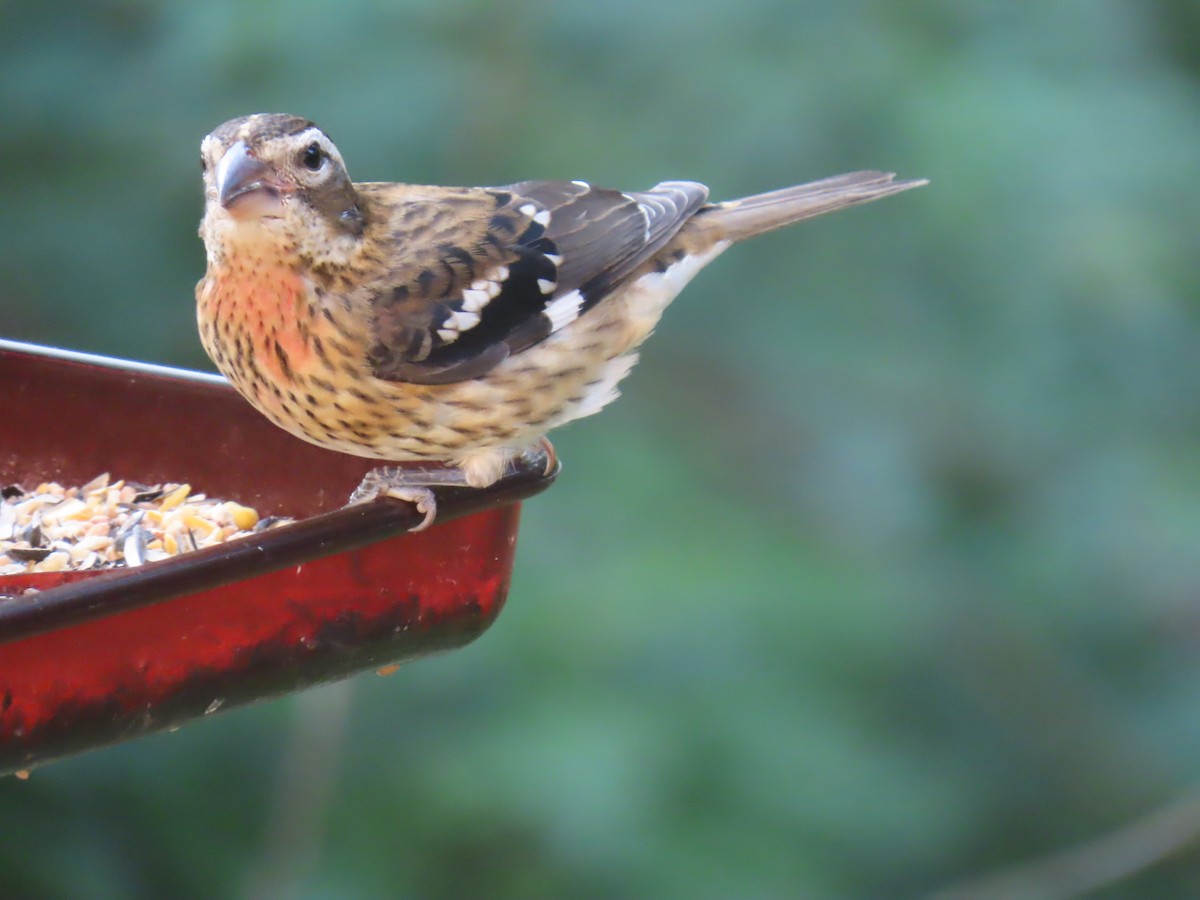 Rose-breasted Grosbeak - Bruce Murray