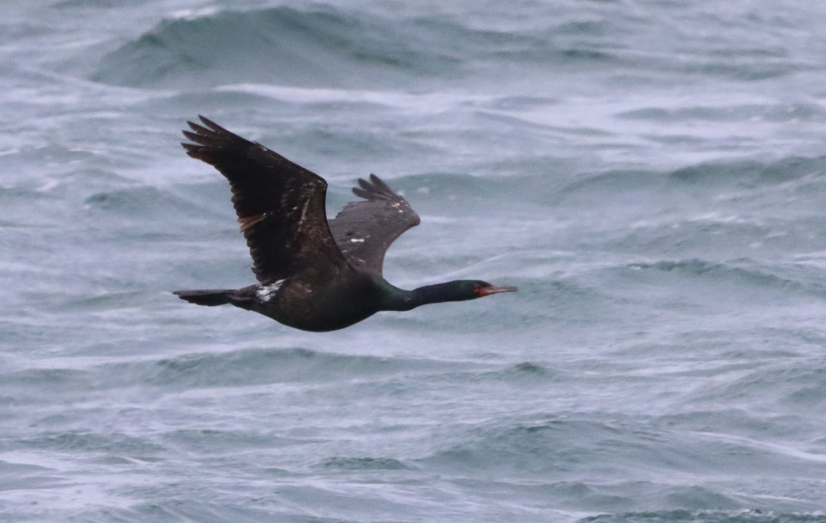 Pelagic Cormorant - ML608873163