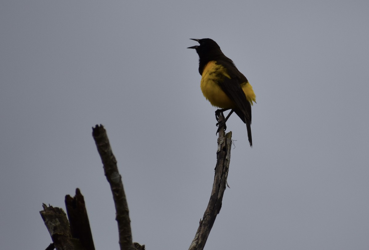 Yellow-rumped Marshbird - Matthew Voelker