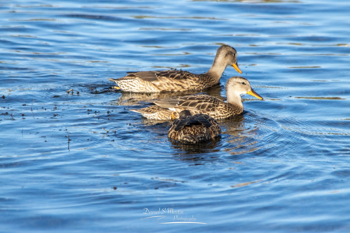 Gadwall - Daniel Martin