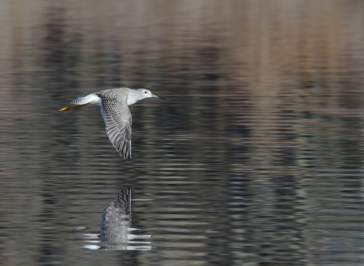 Greater Yellowlegs - ML60887351