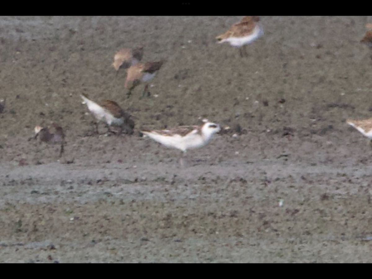 Phalarope à bec étroit - ML608873548