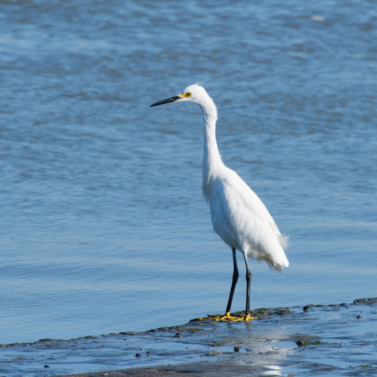 Snowy Egret - ML608873555