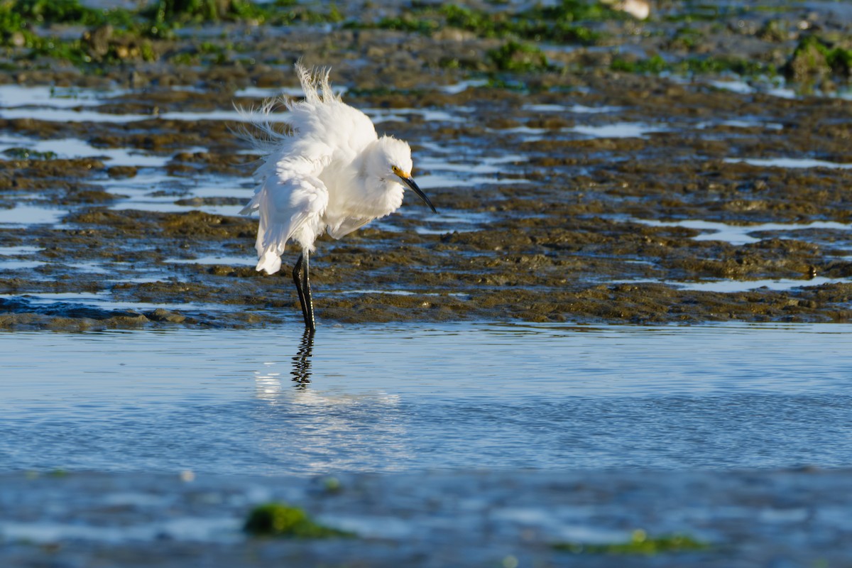 Snowy Egret - ML608873556