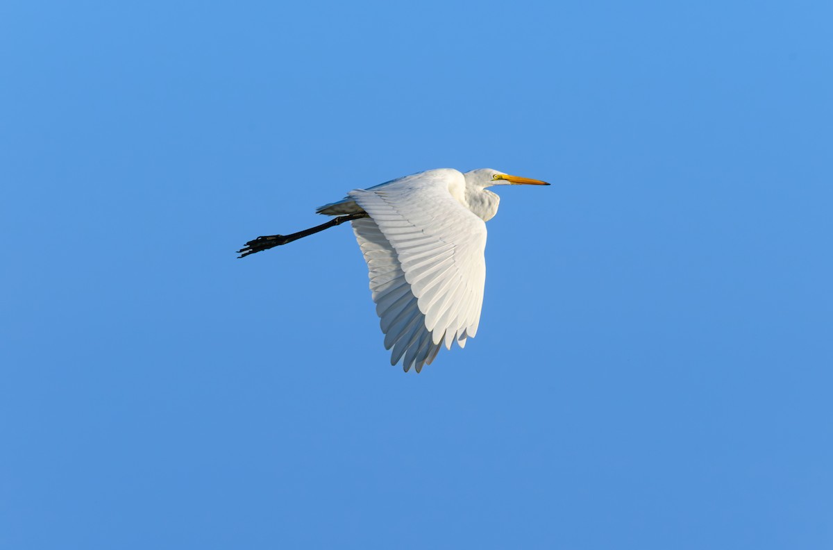 Great Egret - Nikki Woelk