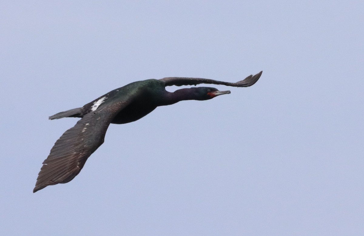 Pelagic Cormorant - ML608873721