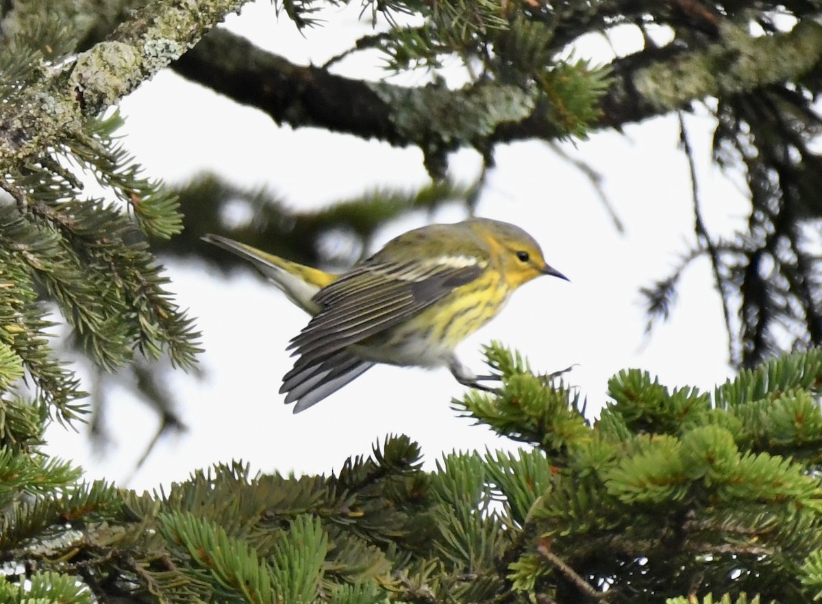 Cape May Warbler - ML608873777