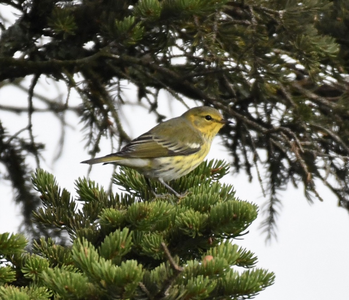 Cape May Warbler - ML608873778