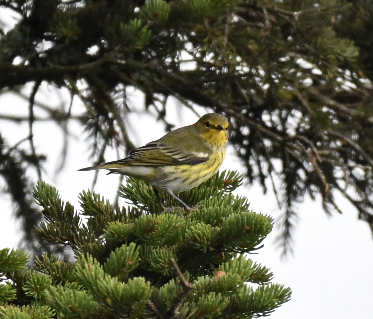Cape May Warbler - ML608873780