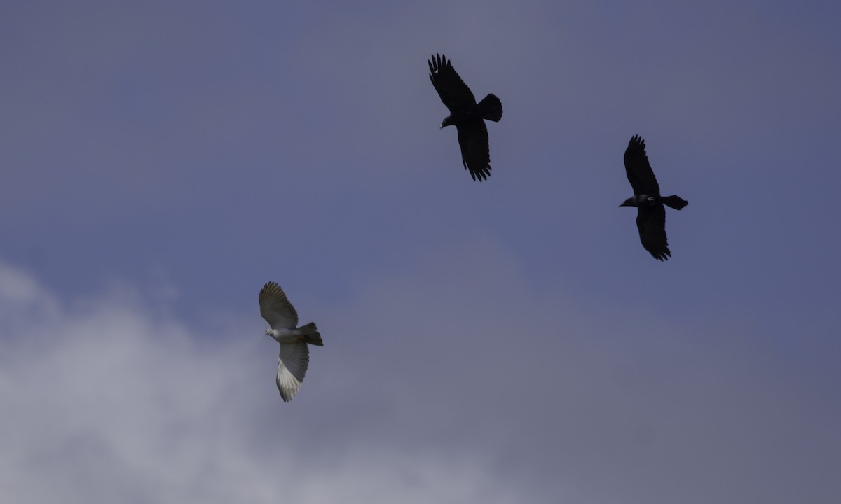 Gray Goshawk - Anne Reardon