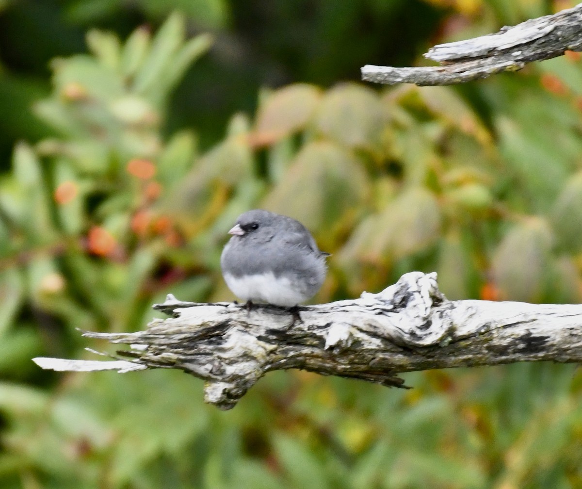 Dark-eyed Junco (Slate-colored) - ML608873838