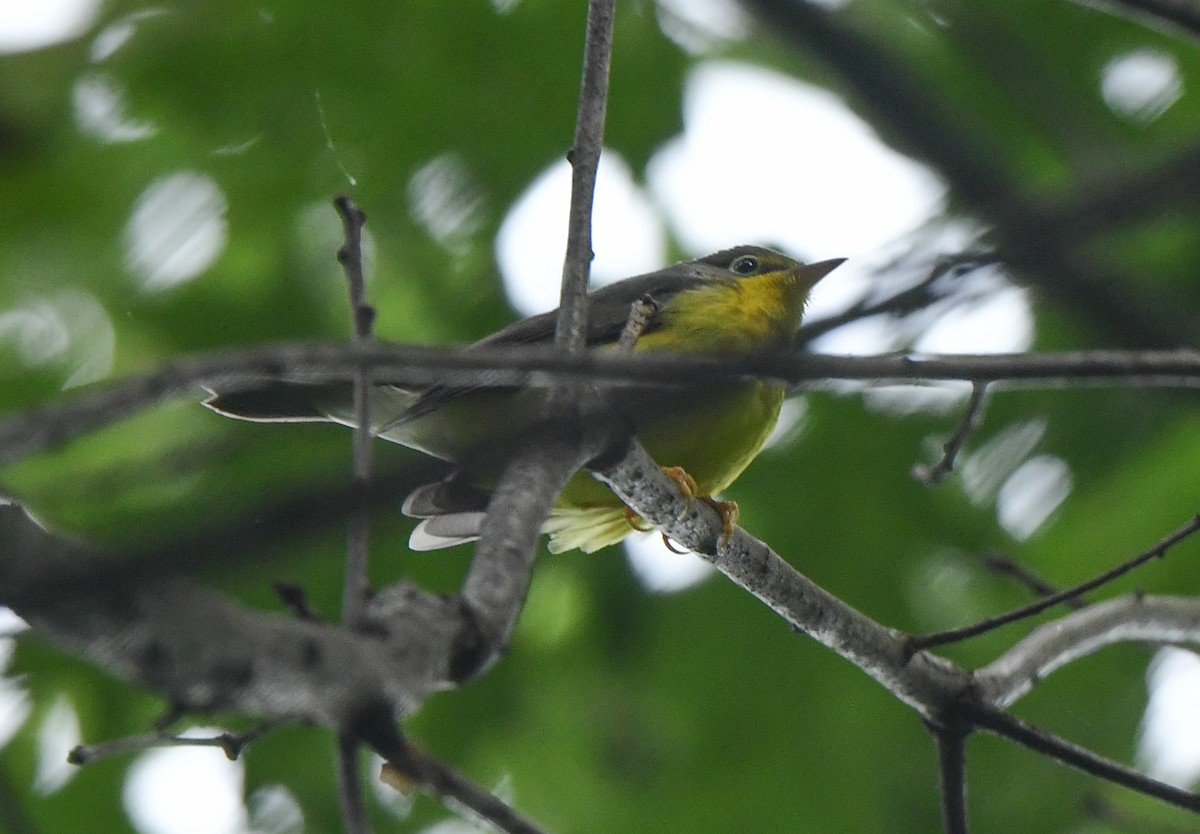 Canada Warbler - ML608873879