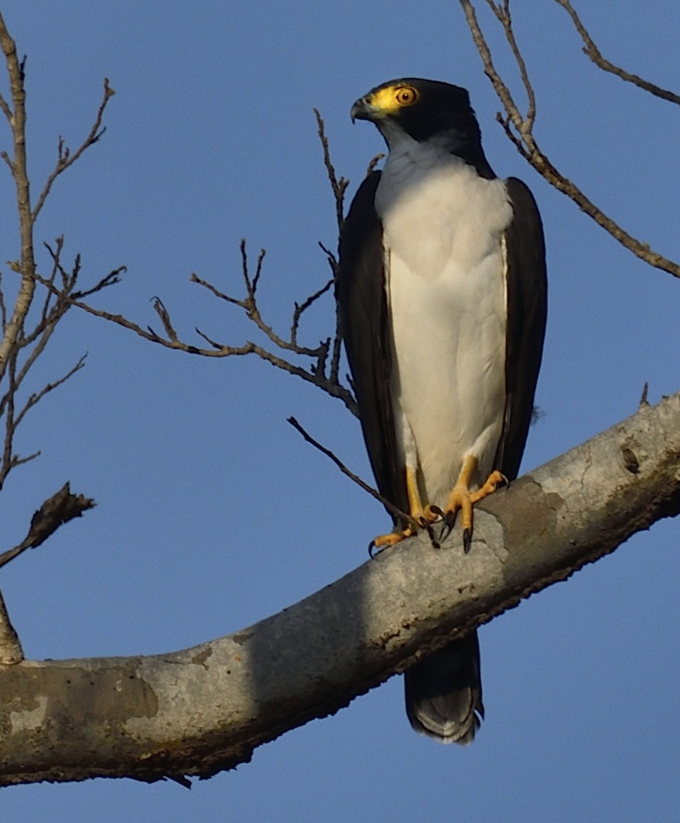 Gray-bellied Hawk - ML608873888