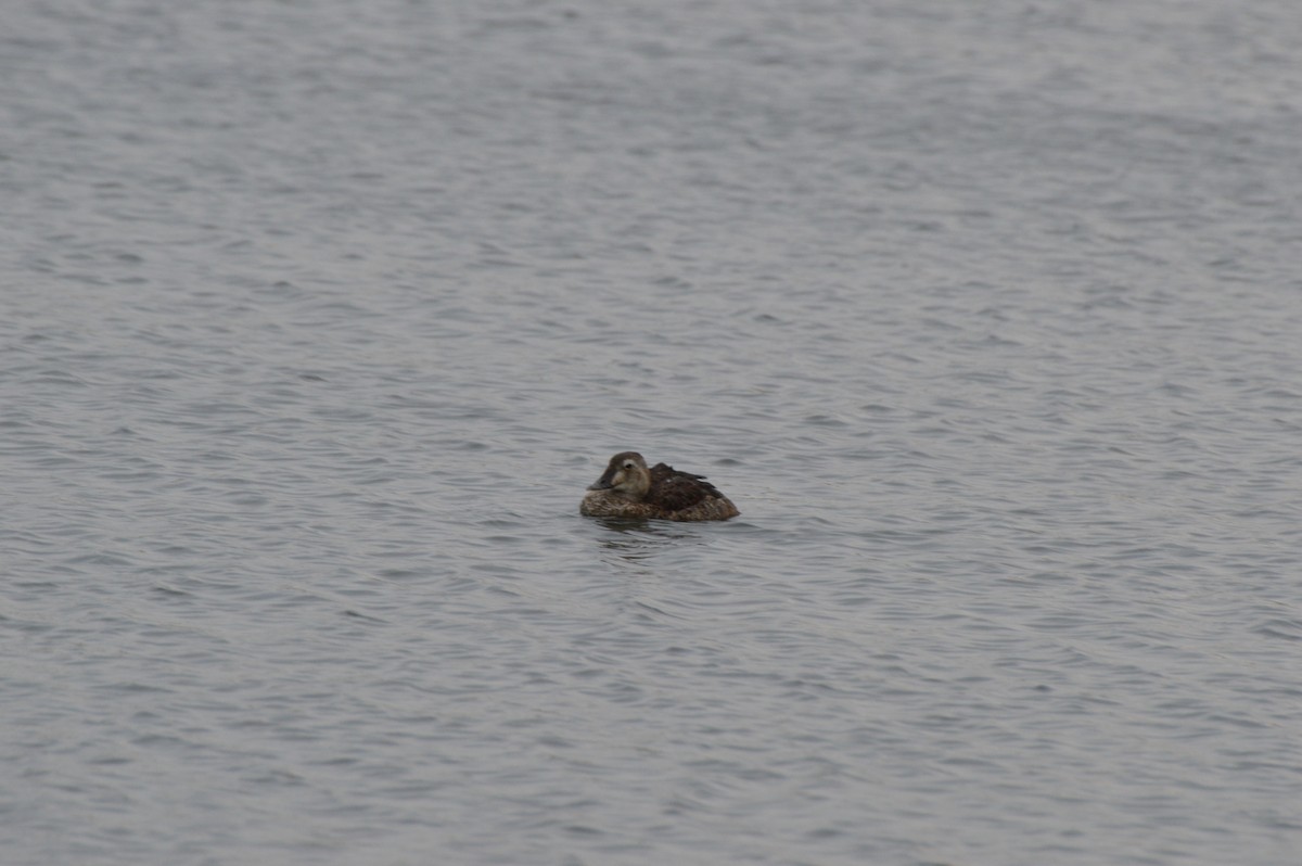 King Eider - ML608873953