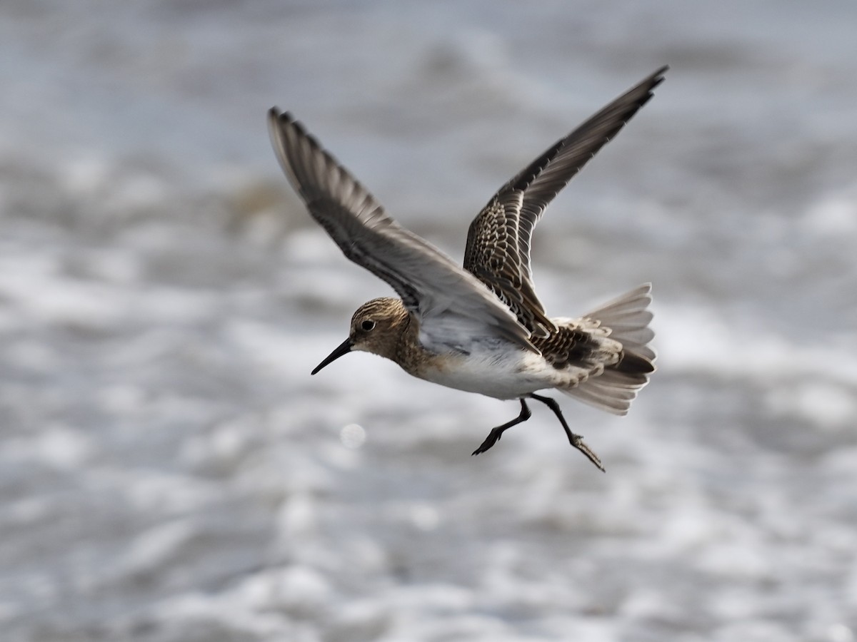 gulbrystsnipe - ML608873976