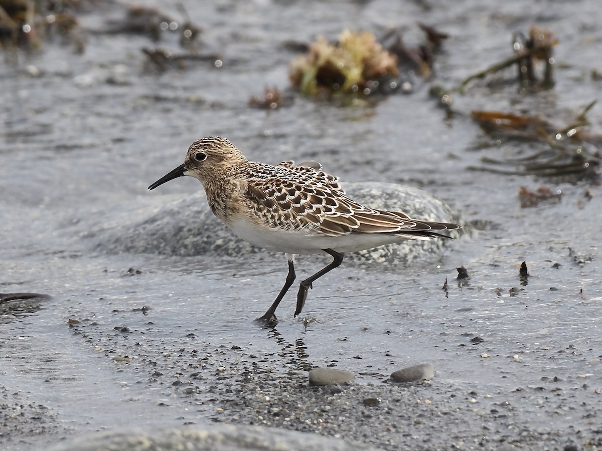 gulbrystsnipe - ML608873980