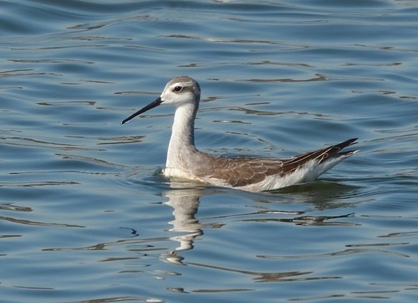 Phalarope de Wilson - ML608873983