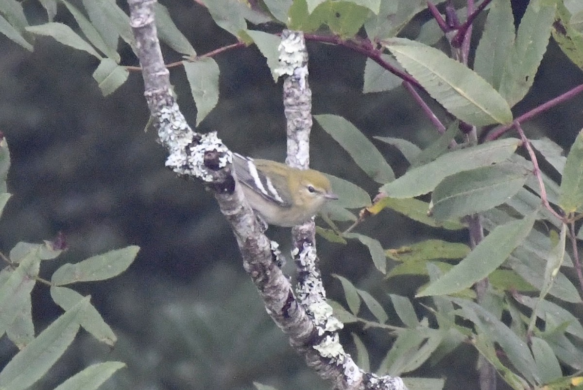 Bay-breasted Warbler - ML608874034