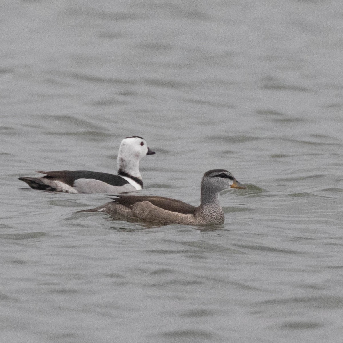 Cotton Pygmy-Goose - ML608874057