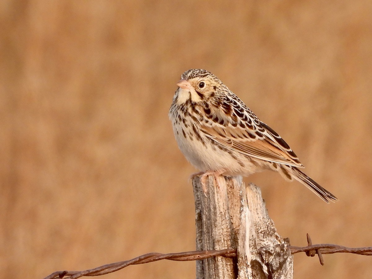 Baird's Sparrow - Jeffrey Olsson