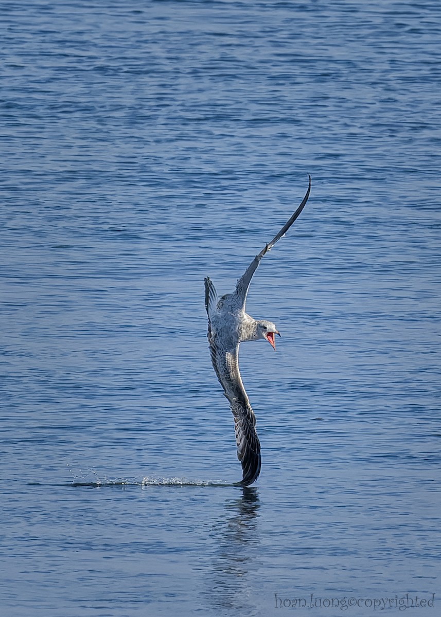 Ring-billed Gull - hoan luong