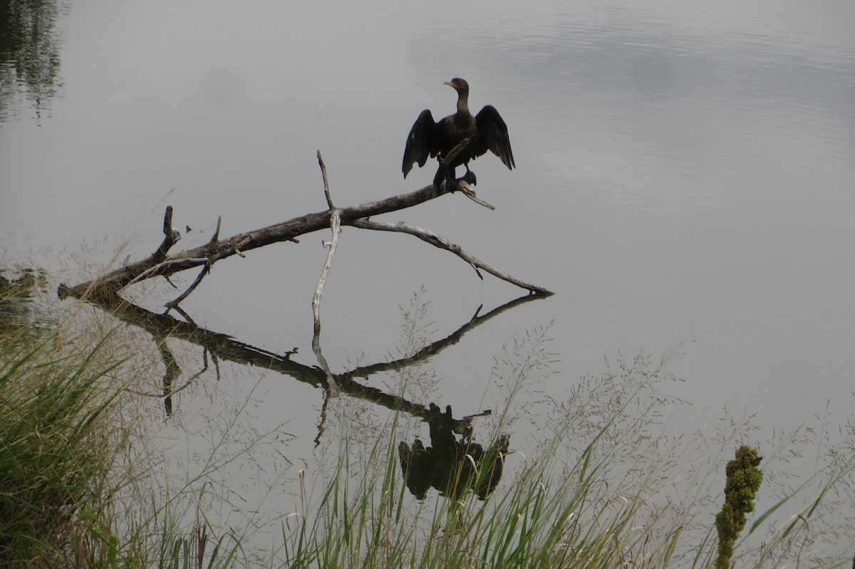 Double-crested Cormorant - ML608874142