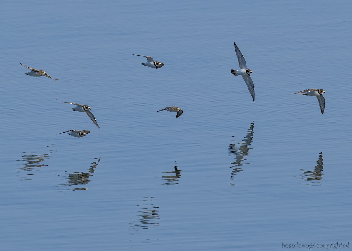 Semipalmated Plover - hoan luong