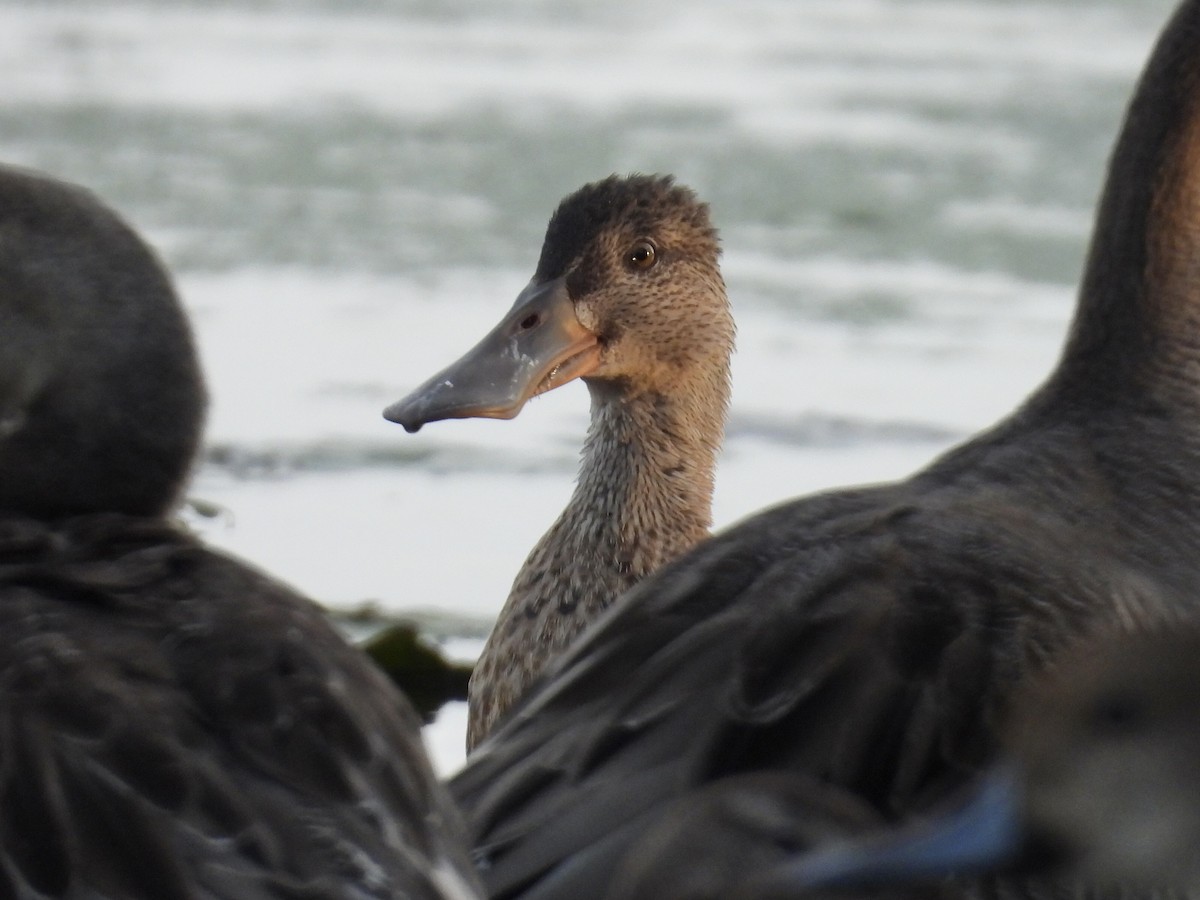 Northern Shoveler - Jae Flaherty