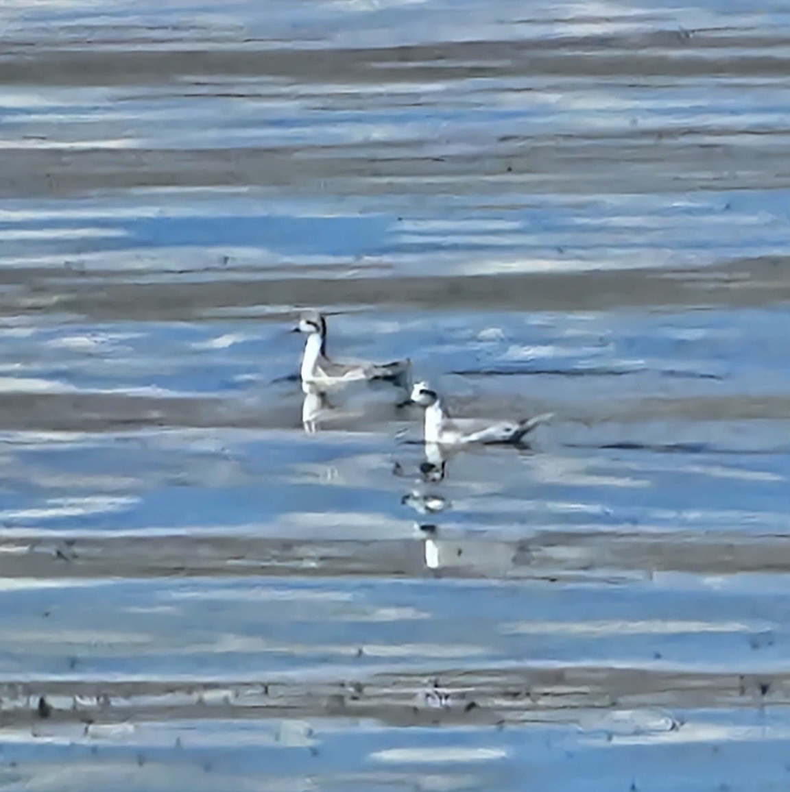 Red-necked Phalarope - ML608874270