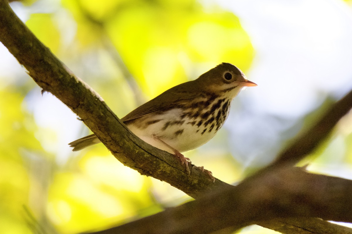 Ovenbird - ML608874481