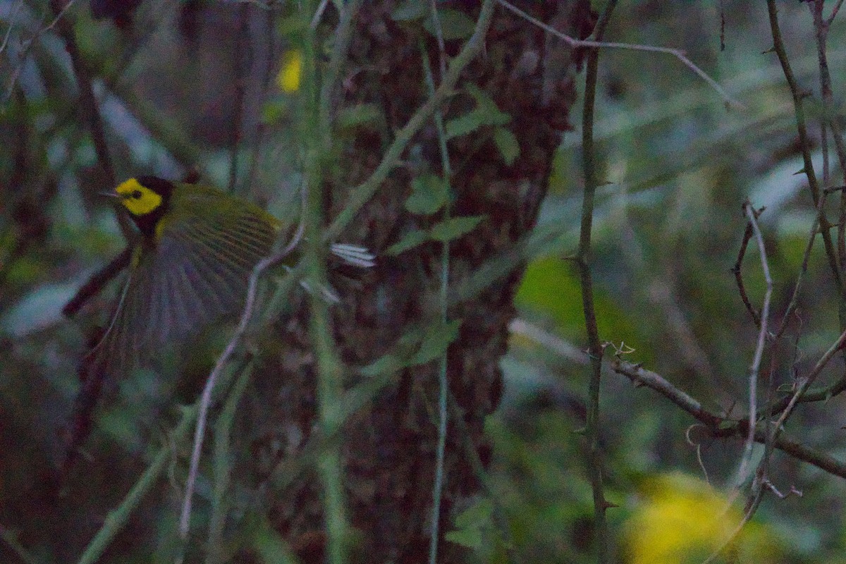 Hooded Warbler - ML608874491