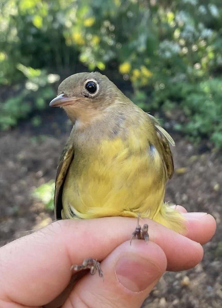 Connecticut Warbler - ML608874533