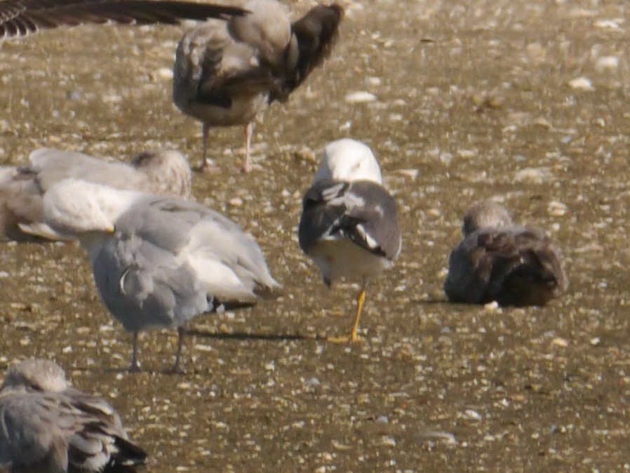 Lesser Black-backed Gull - ML608874555