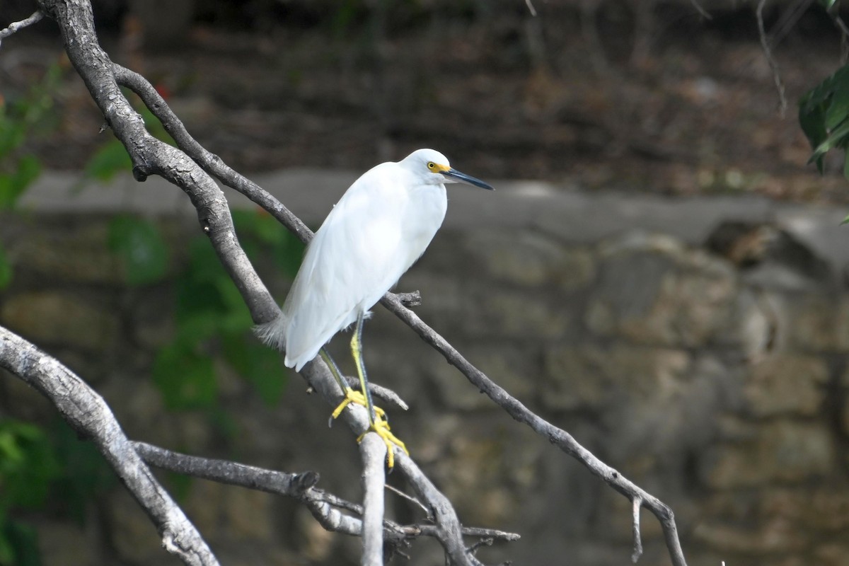 Snowy Egret - ML608874647