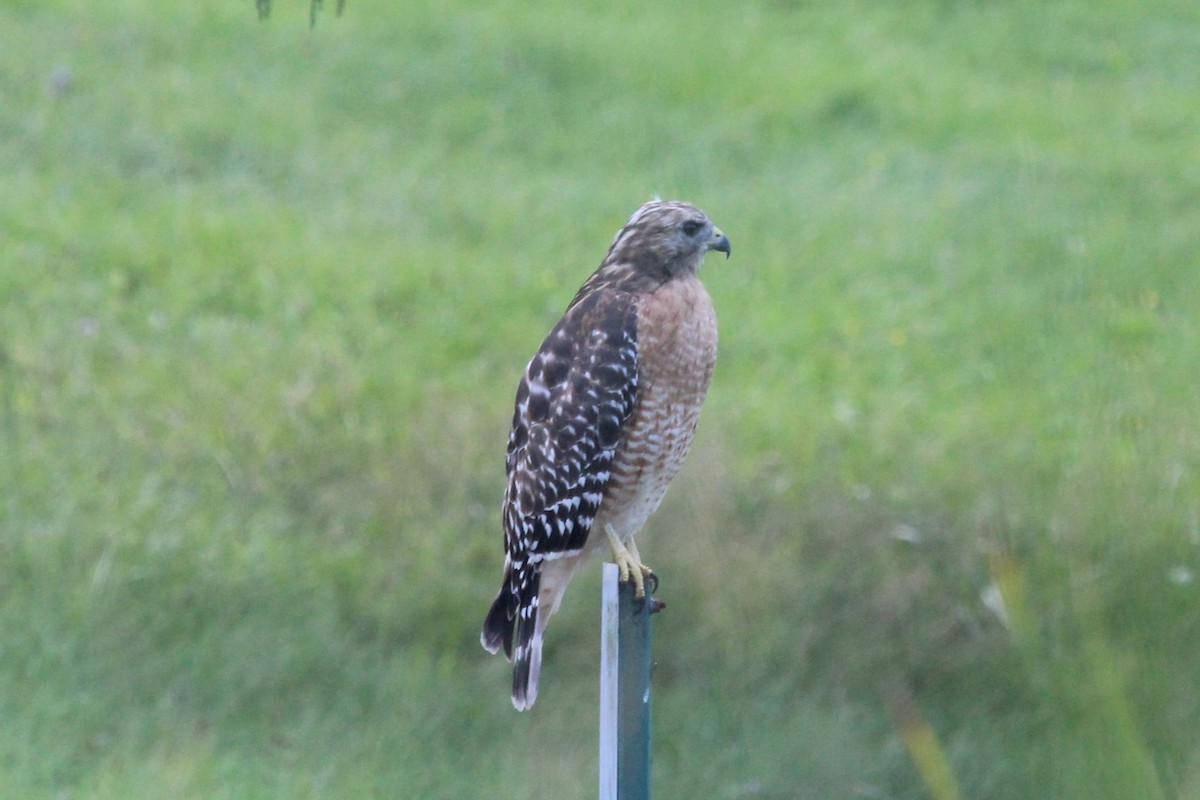 Red-shouldered Hawk - ML608874885