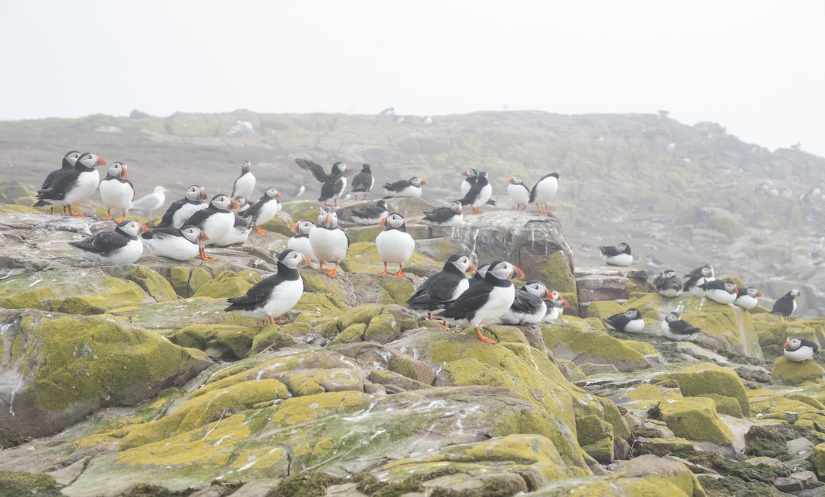 Atlantic Puffin - ML608874960