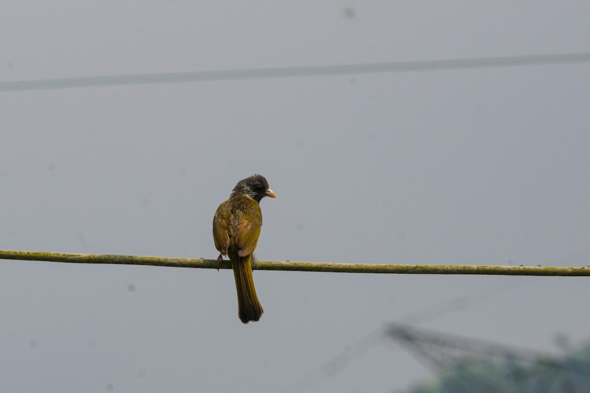 Collared Finchbill - Shih-Chun Huang