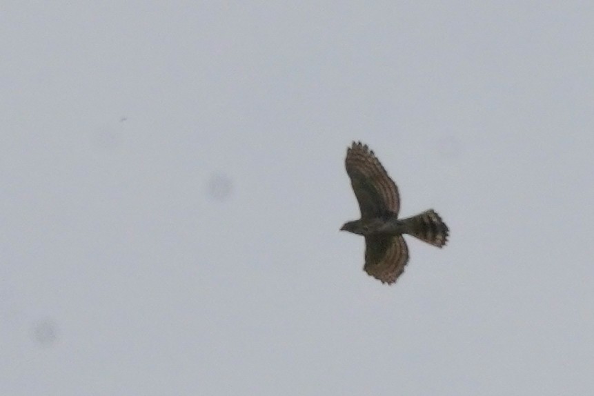 Crested Goshawk - Shih-Chun Huang