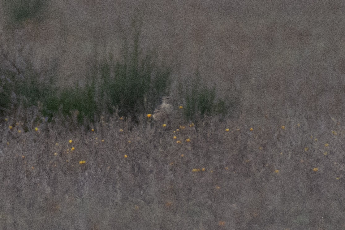 Lesser Shrike-Tyrant - Andrés de Miguel