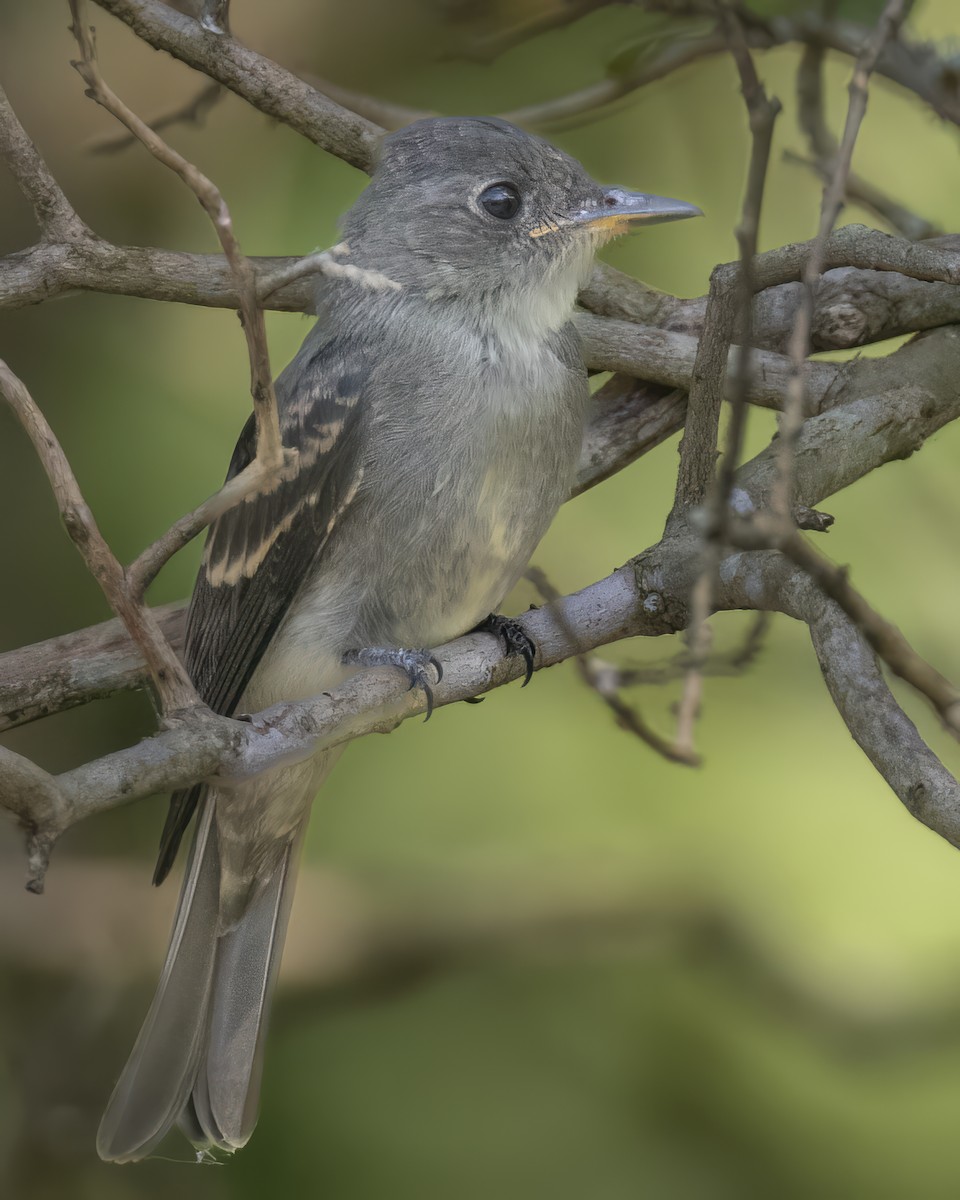 Eastern Wood-Pewee - ML608875120