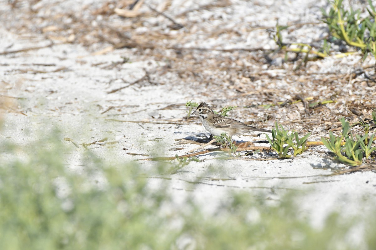 Lark Sparrow - ML608875140