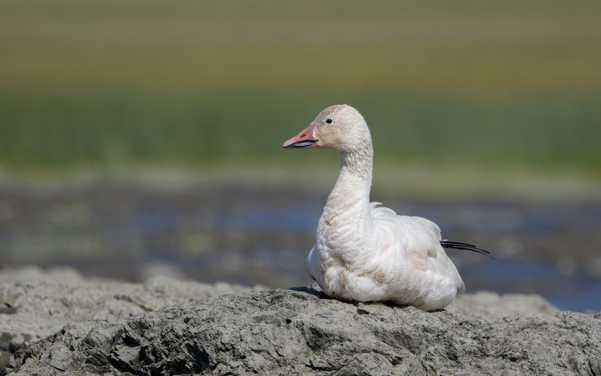 Snow Goose - Odysseas Froilán Papageorgiou