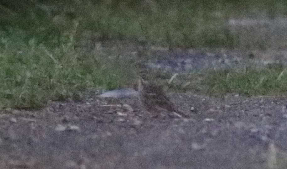 Vesper Sparrow - ML608875170