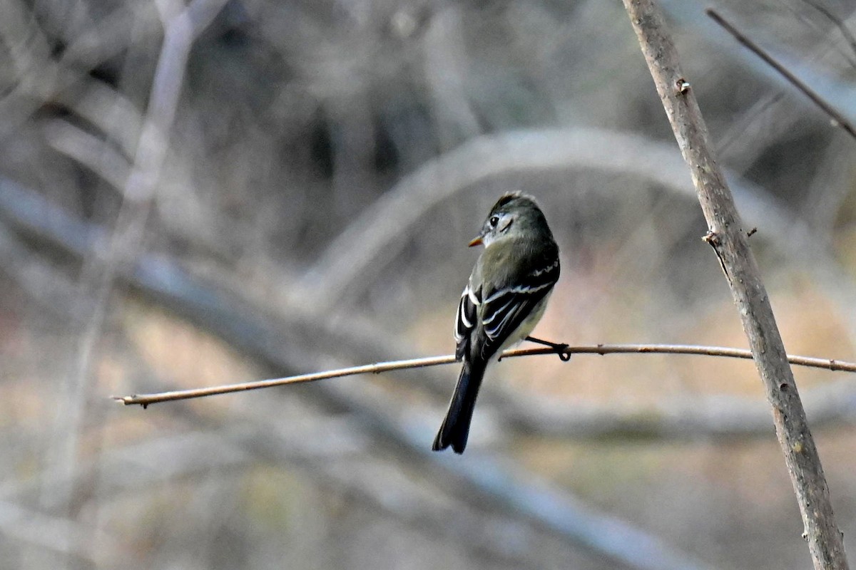Least Flycatcher - ML608875173