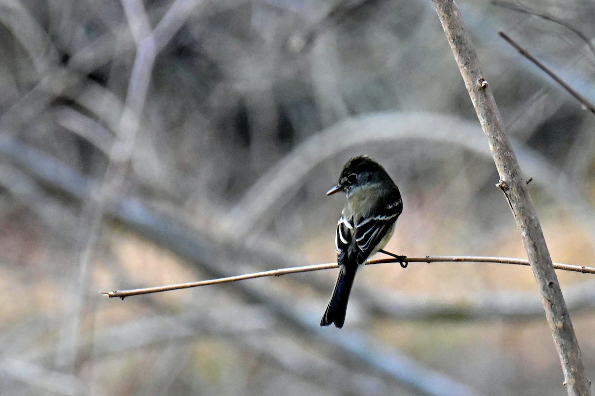 Least Flycatcher - ML608875174