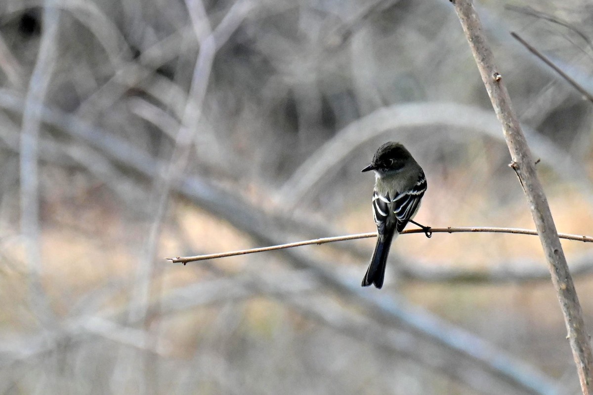 Least Flycatcher - ML608875175