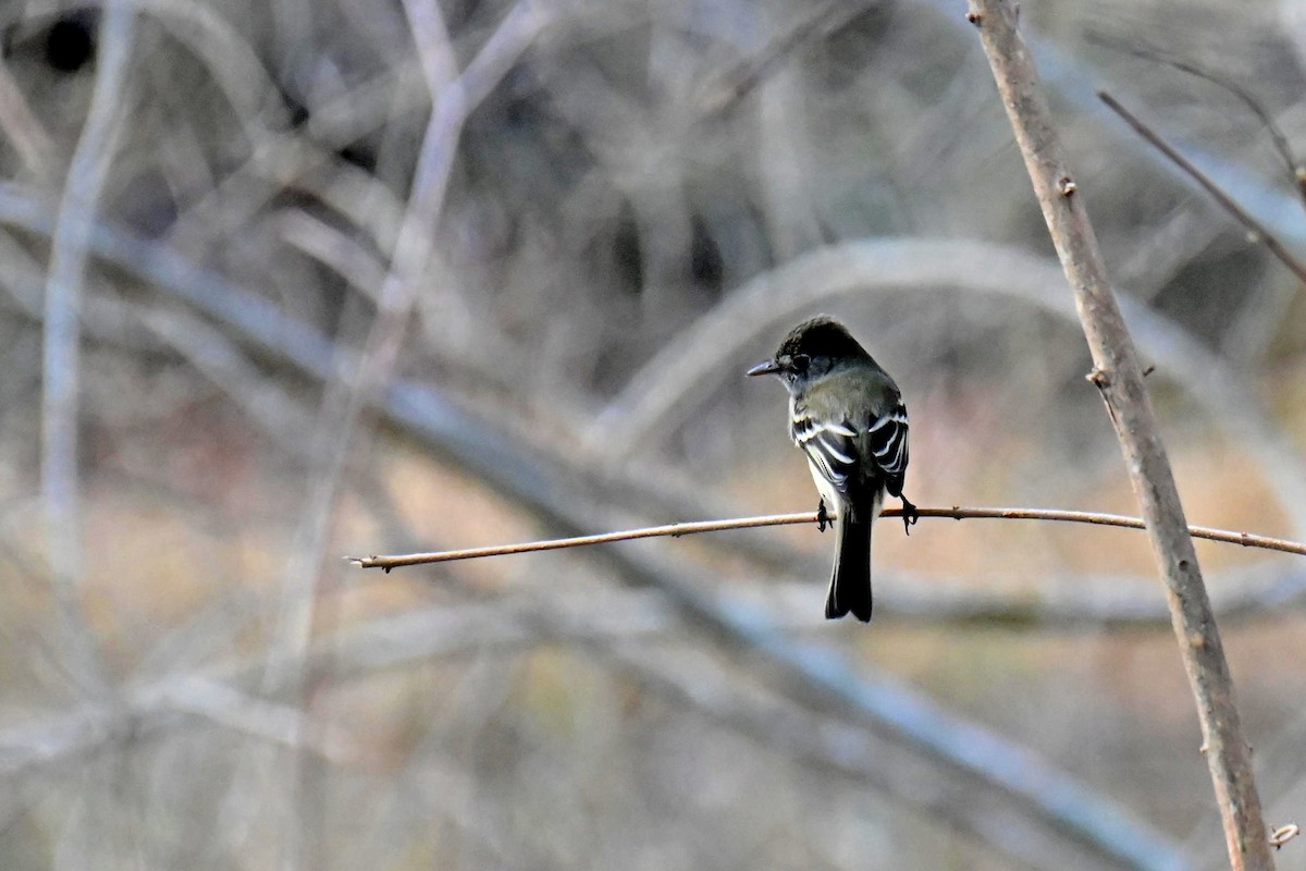 Least Flycatcher - ML608875176