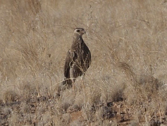 Pale Chanting-Goshawk - Kelly Siderio