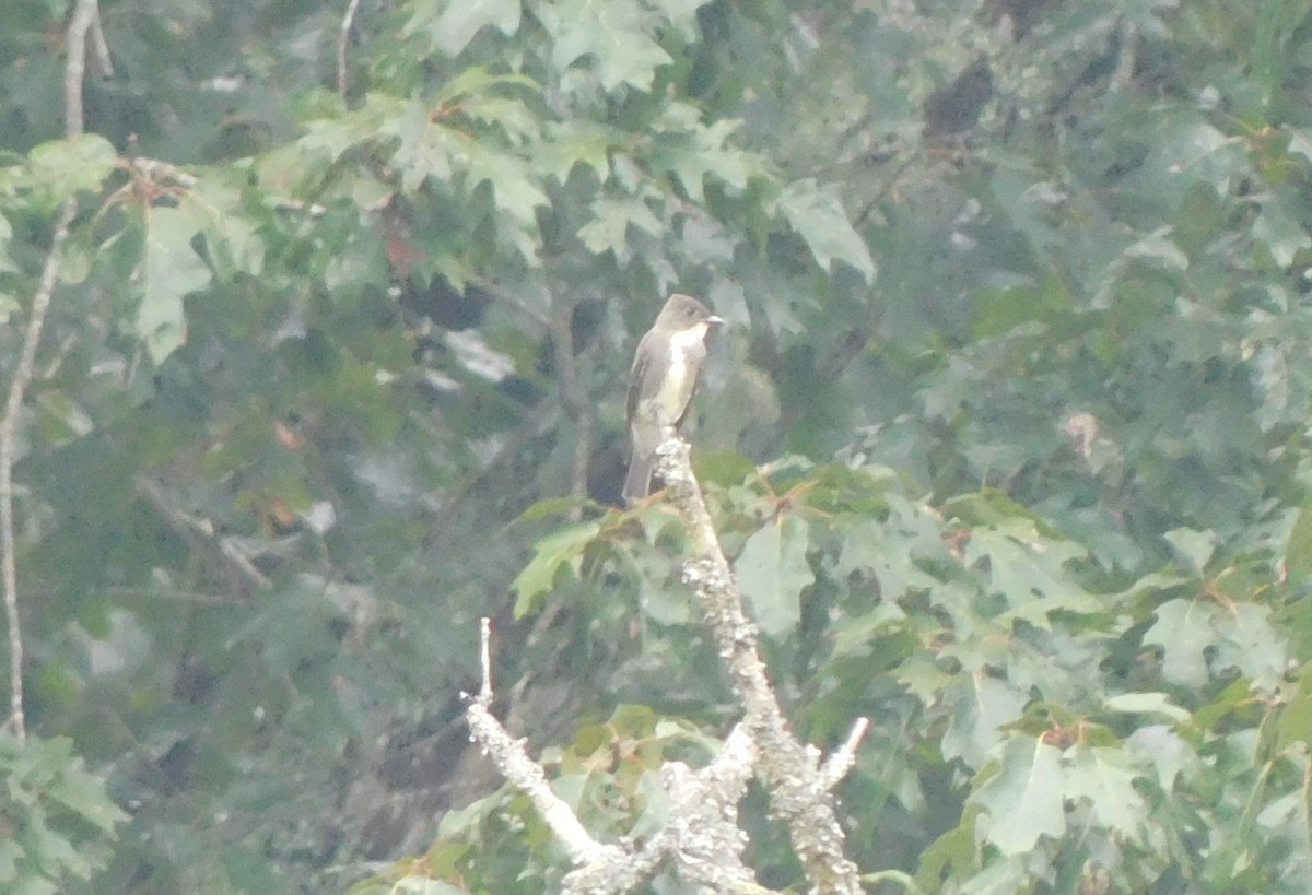 Olive-sided Flycatcher - Meghann McLeroy