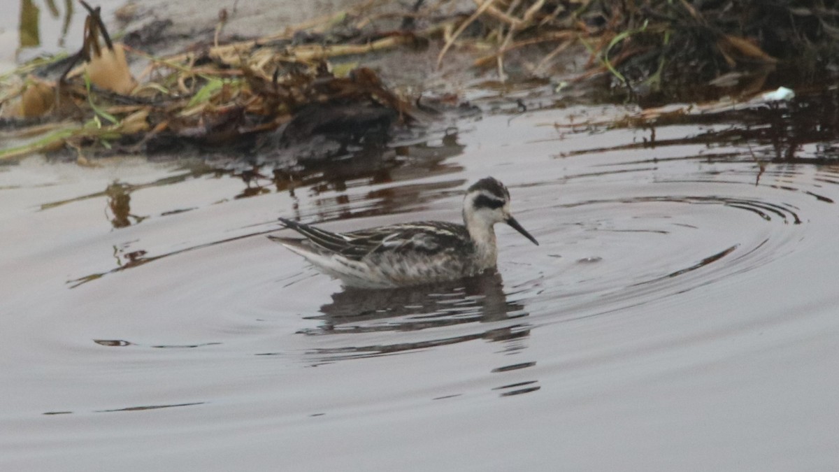 Red-necked Phalarope - John Loch